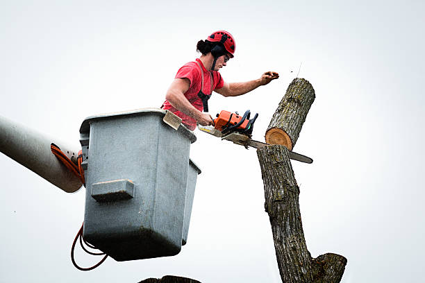 Best Tree Mulching  in Melwood, MD